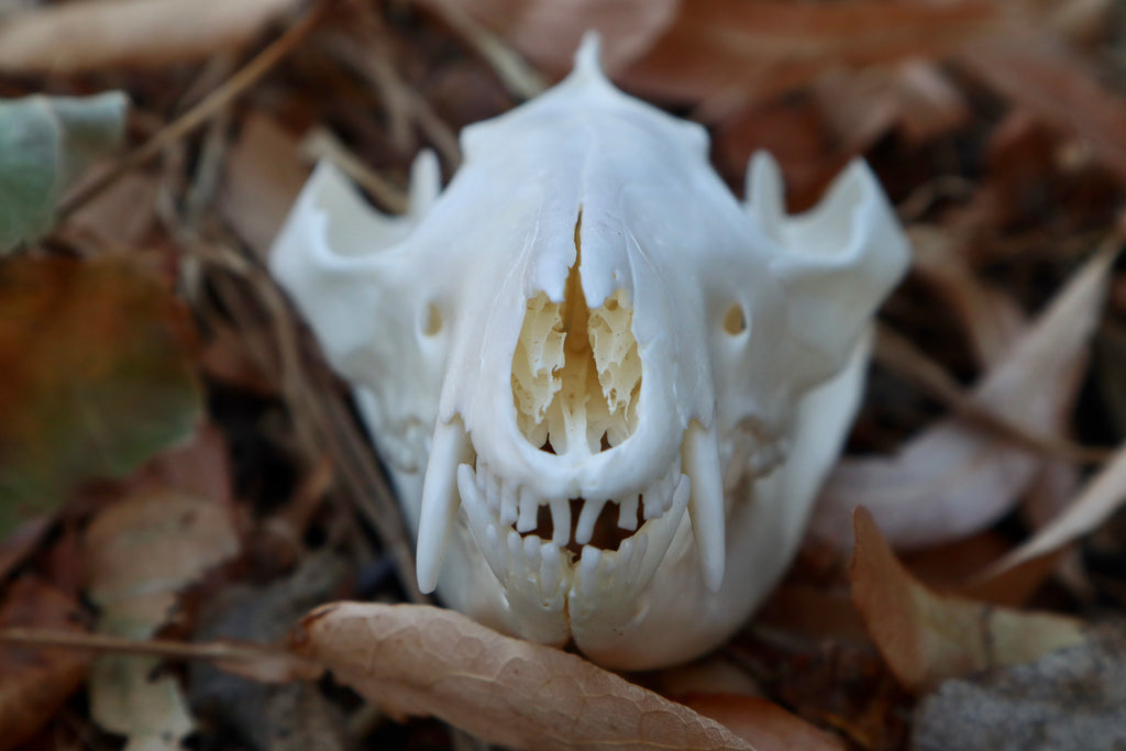 Opossum Skull with Stick Lodged in Mouth