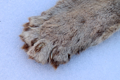 Lifesize Mountain Lion Pelt - Refurbished 1950s Vintage