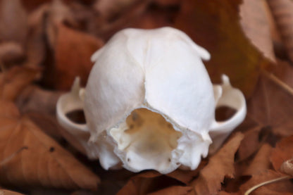Alaskan Lynx Skull