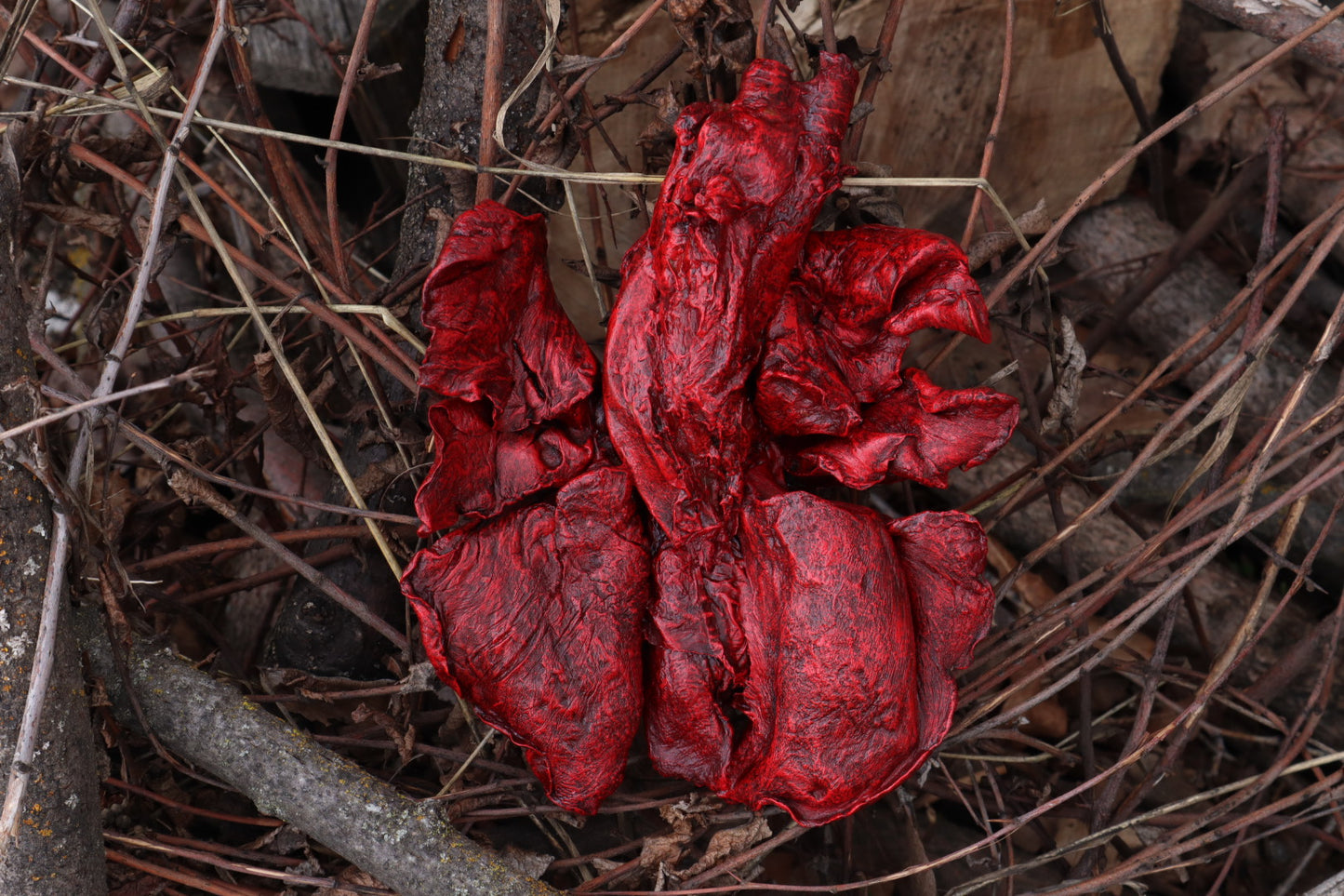 Dry Preserved Gray Wolf Lungs