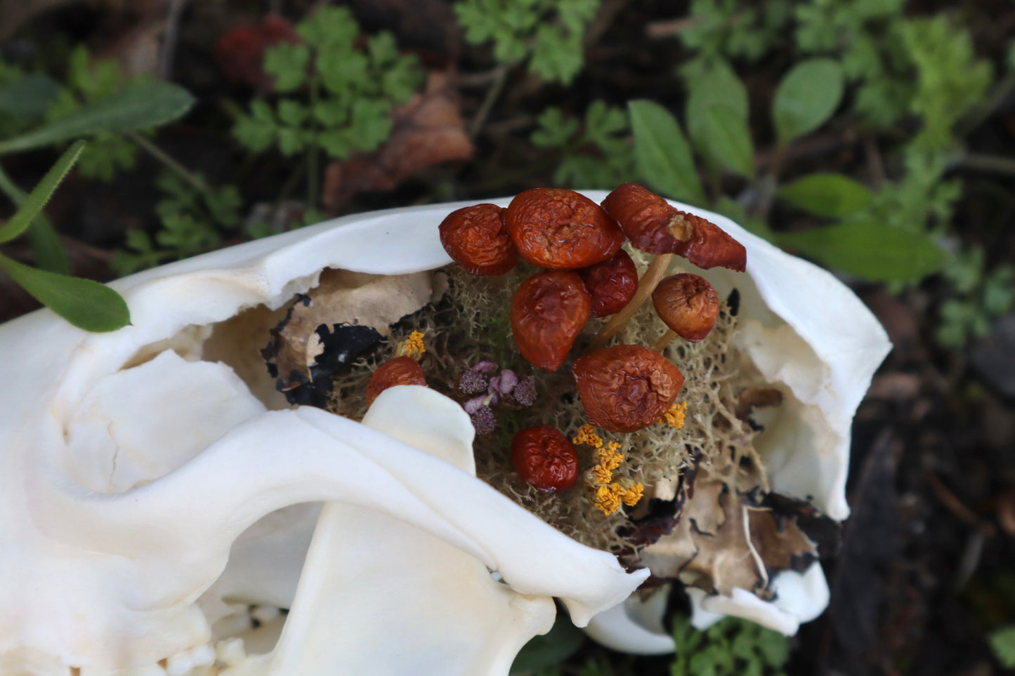 Reserved for Skye - Red Fox Mushroom Skullpture