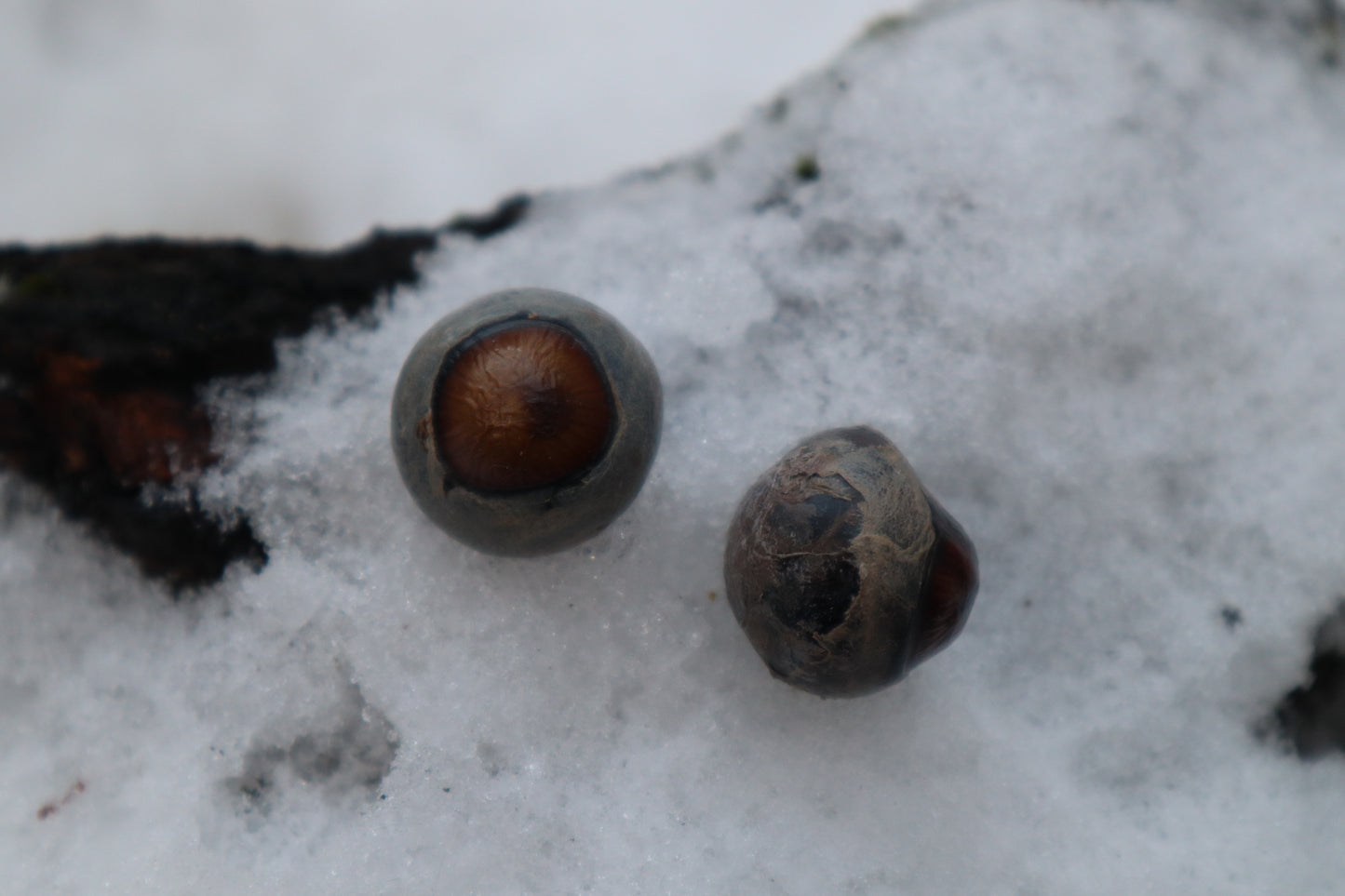 Reserved for Alexandra - Dry Preserved Greyhound Eyeballs