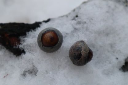 Reserved for Alexandra - Dry Preserved Greyhound Eyeballs