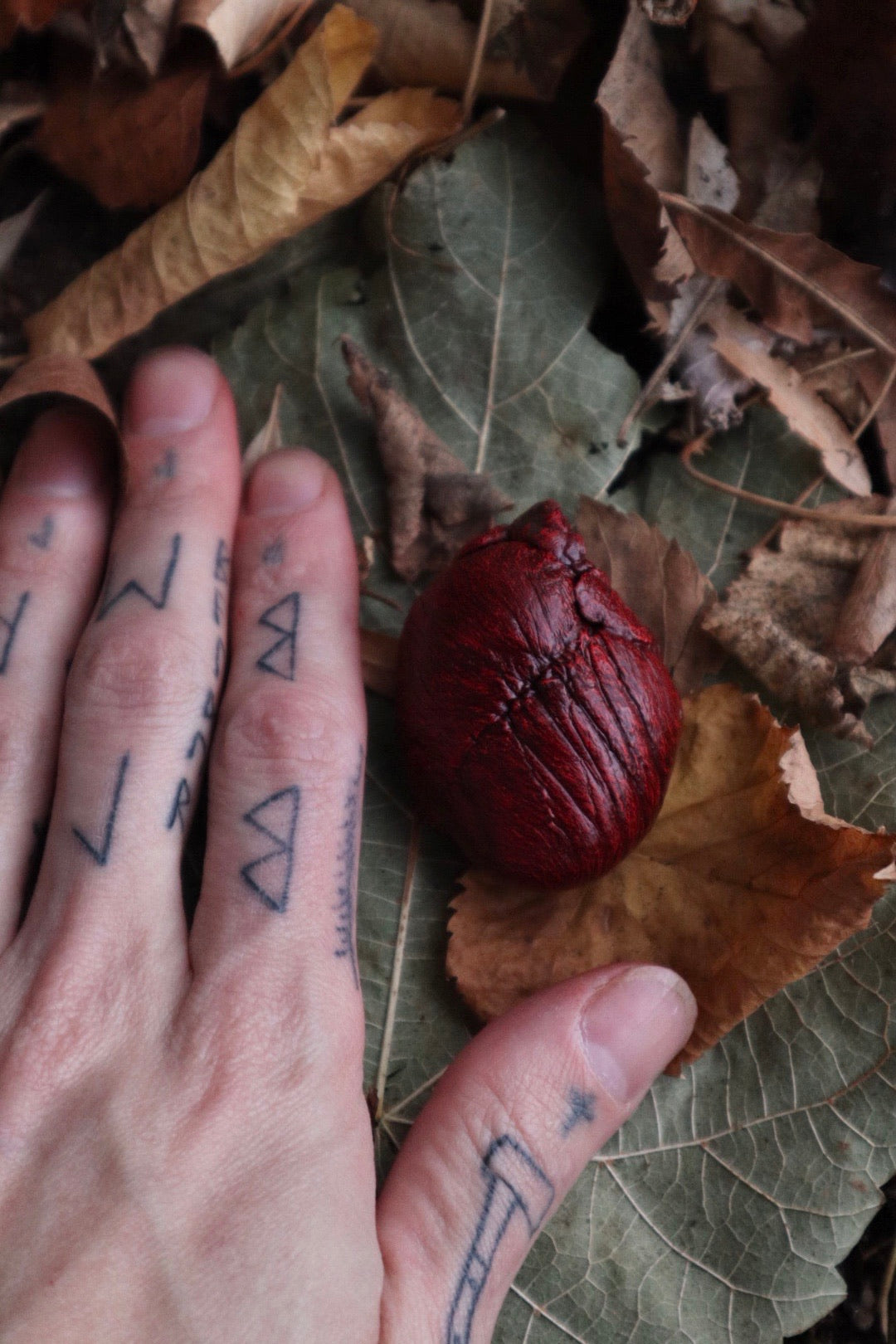 Dry Preserved Red Fox Heart