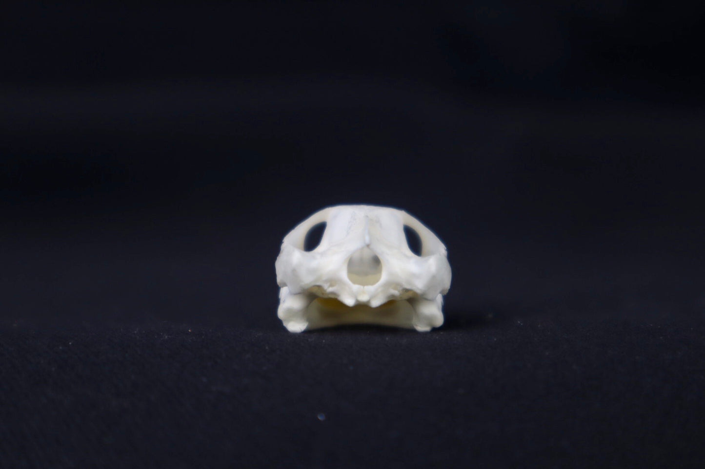 Red Eared Slider Skull