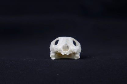 Red Eared Slider Skull