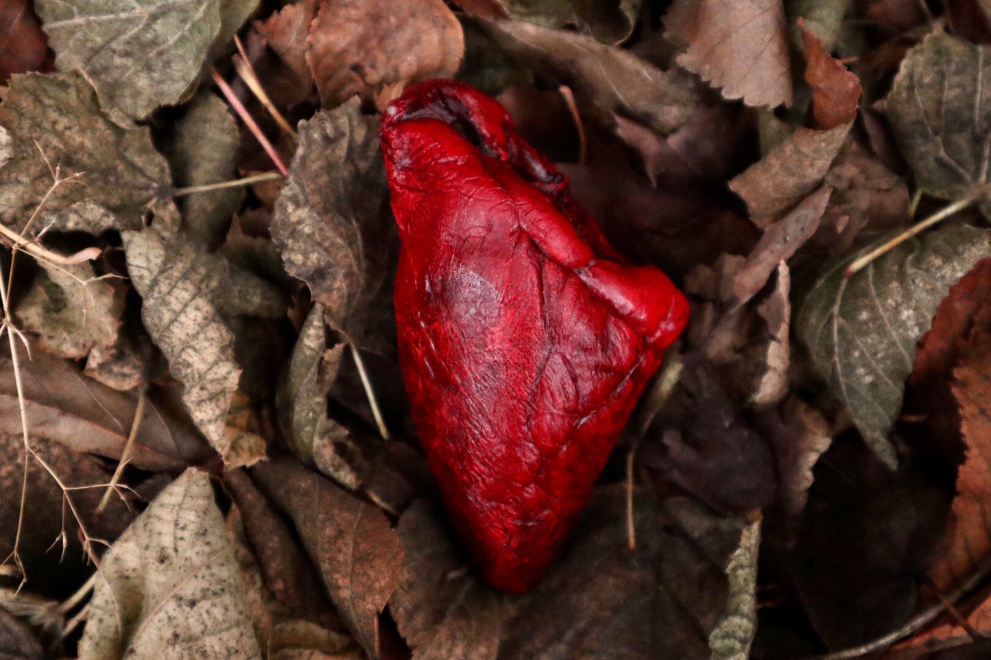 Dry Preserved Lamb Heart