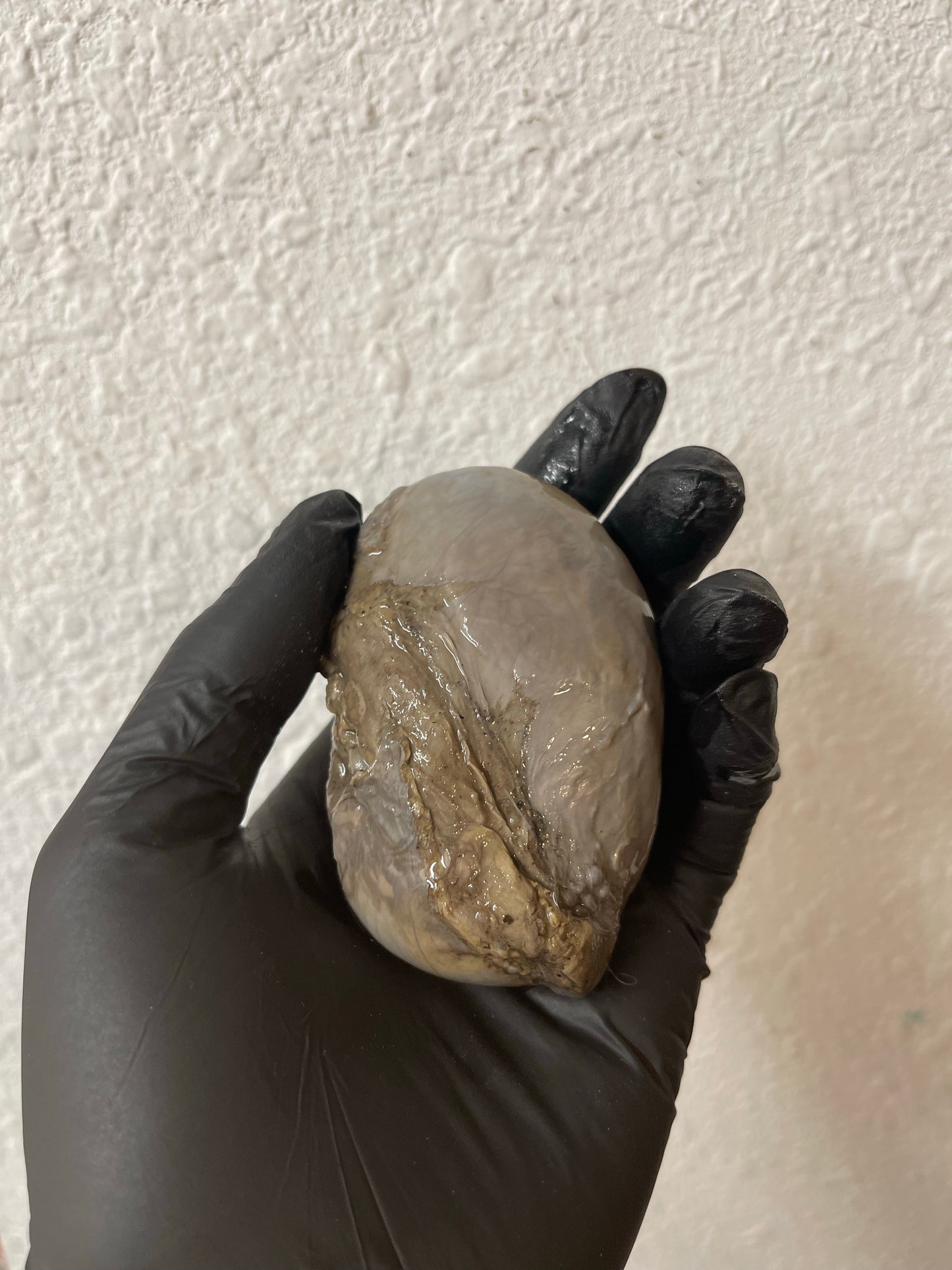 Reserved for Alyssa - Wet Specimen Gray Wolf Kidneys