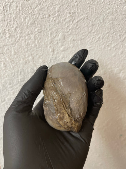 Reserved for Alyssa - Wet Specimen Gray Wolf Kidneys