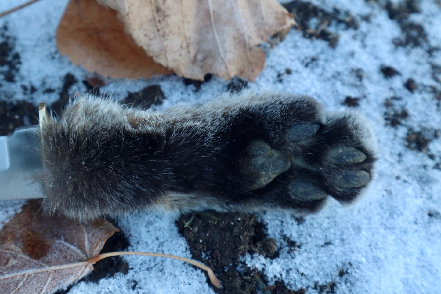 Bobcat Paw Knife