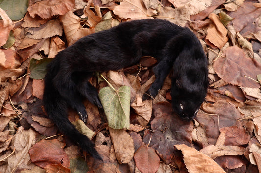 Black Mink Lifesize Pelt