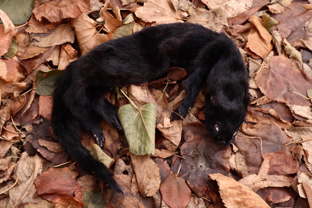 Black Mink Lifesize Pelt