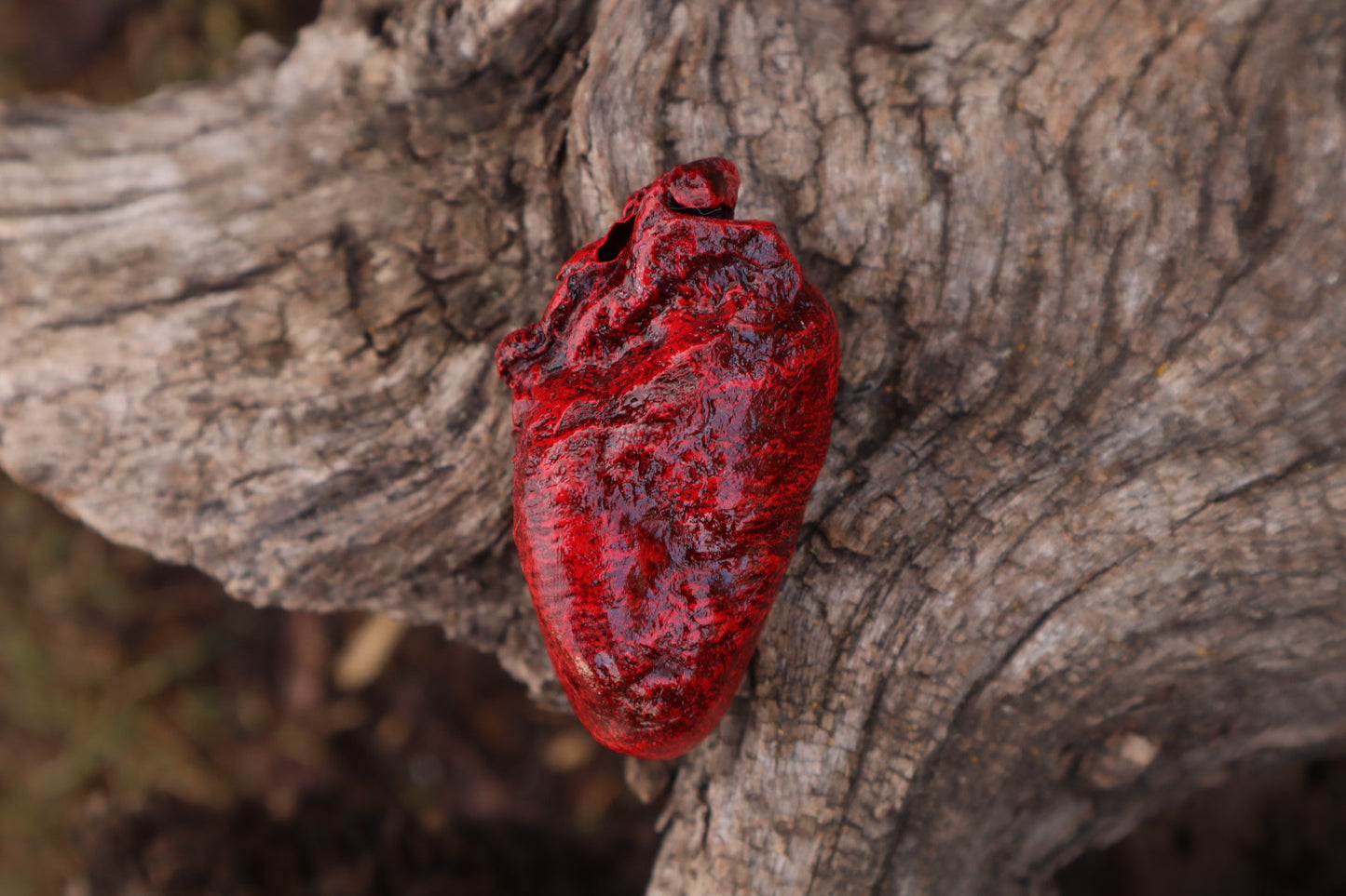 Reserved for Taryn - Dry Preserved Bobcat Heart