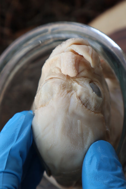 Reserved For Tommy - Wet Preserved Stillborn Piglet With Congenital Disorders