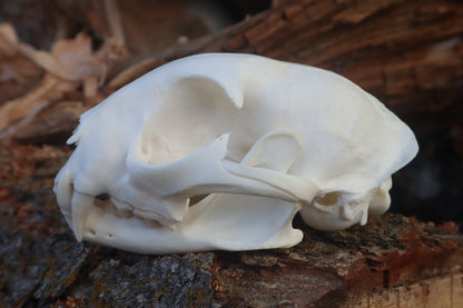 Reserved for Cam - Bobcat Skull
