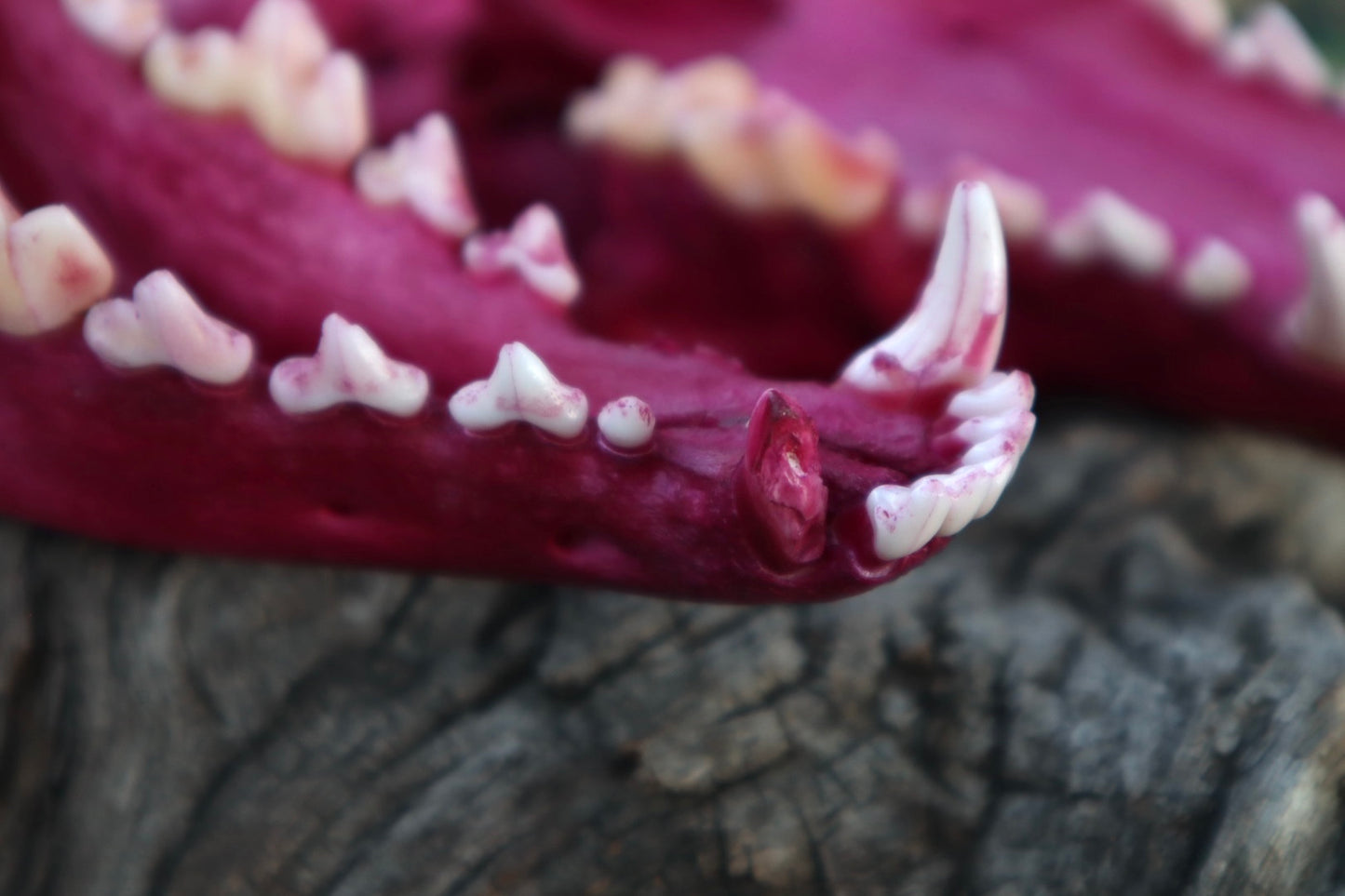 Reserved for Denise - Naturally Stained Coyote Skull