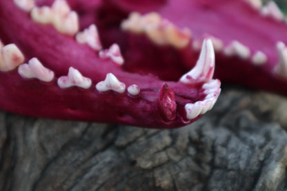 Reserved for Denise - Naturally Stained Coyote Skull