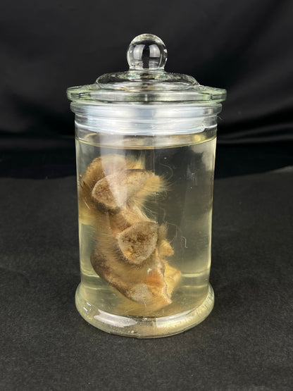 Reserved for The Vanity Witch -  Wet Specimen Northern Rocky Mountain Timber Wolf Paw Pads