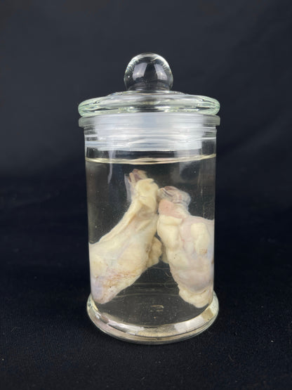 Reserved for Fabled Oddities  -  Wet Specimen Gray Wolf Testicles