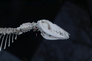 Opossum Joey Partial Skeleton Articulation