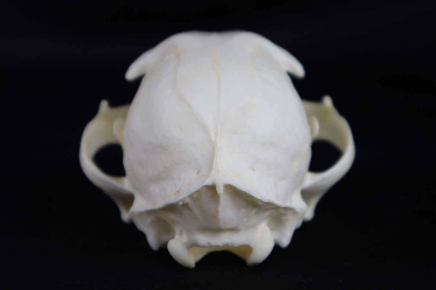 Reserved for Amberley Levine - Alaskan Lynx Skull