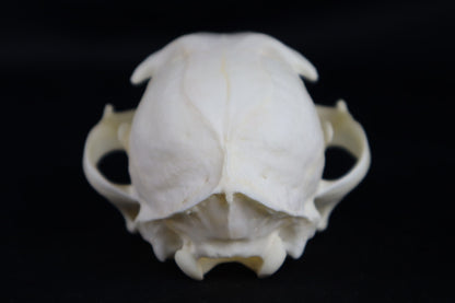 Reserved for Amberley Levine - Alaskan Lynx Skull