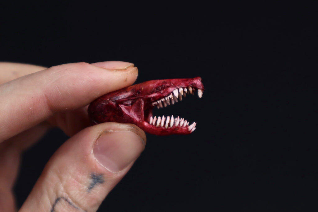 Naturally Stained Mole Skull