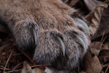 Reserved for Mike - Dry Preserved Mountain Lion Paw