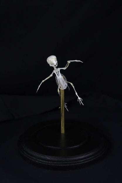 Reserved for Amanda - Articulated Parakeet Skeleton with Sclerotic Lenses