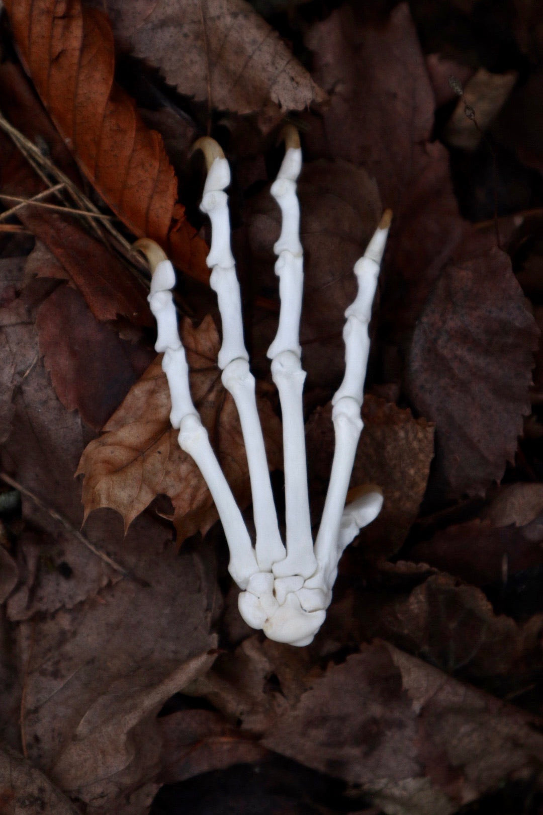 Bobcat Paw Articulation