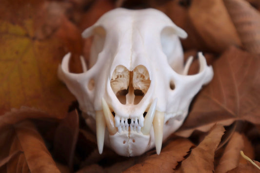 Alaskan Lynx Skull
