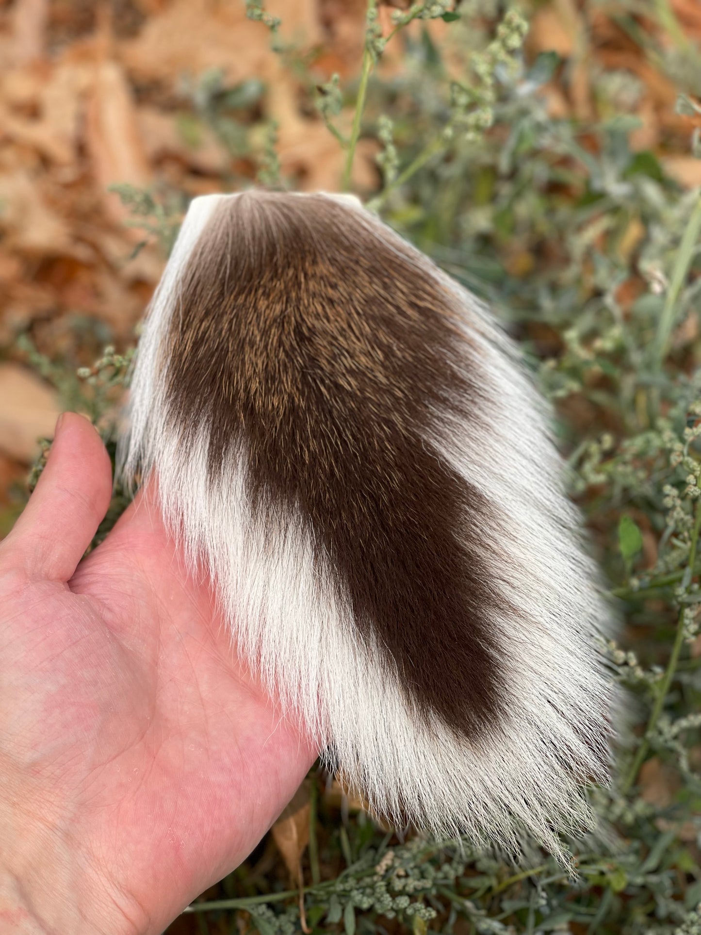 Whitetail Deer Tail