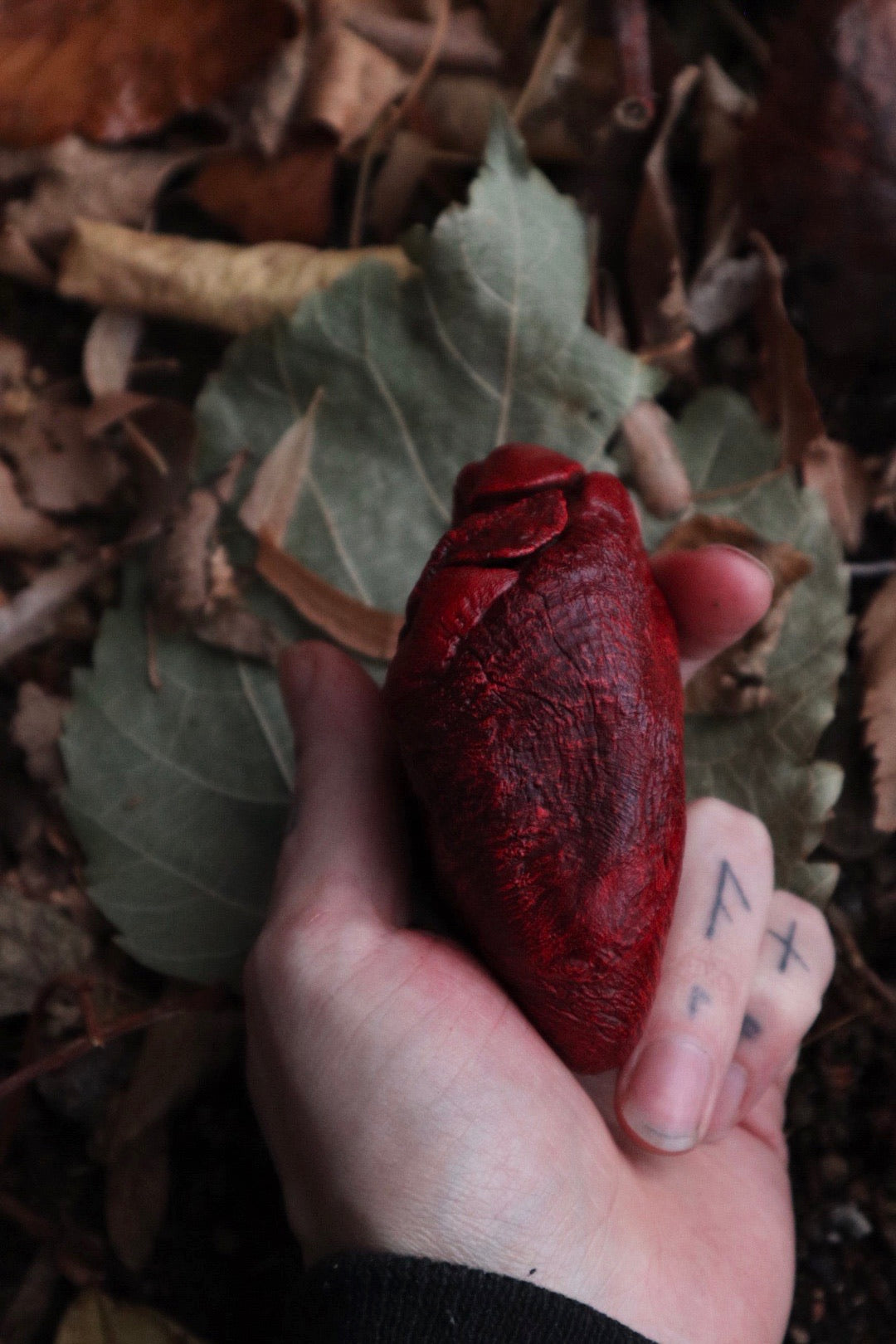 Dry Preserved Mountain Lion Heart