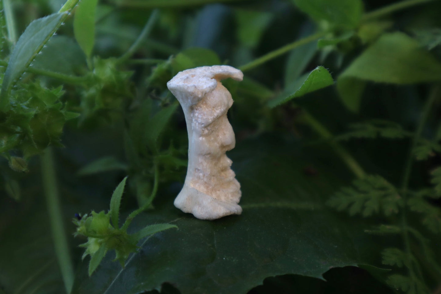 Gray Wolf Bone Monk Sculpture
