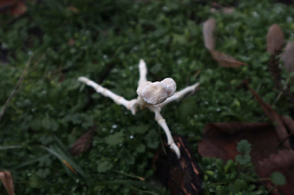 Chicken Foot Articulation