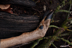 Whitetail Deer Hoof Hatchet