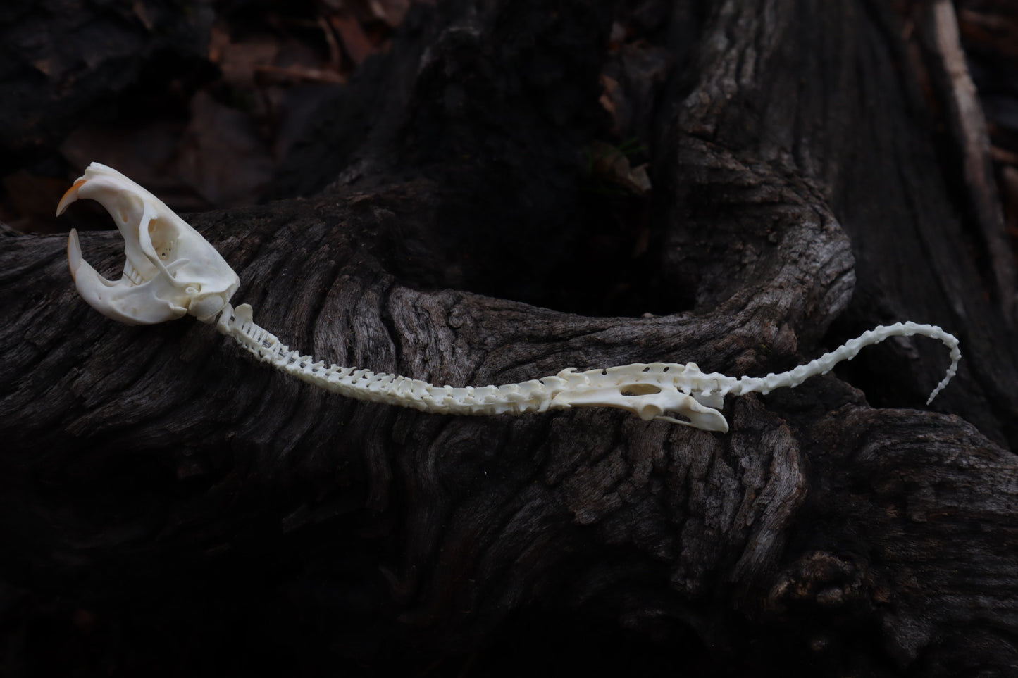 Reserved for Amanda - Gopher Serpent Articulation