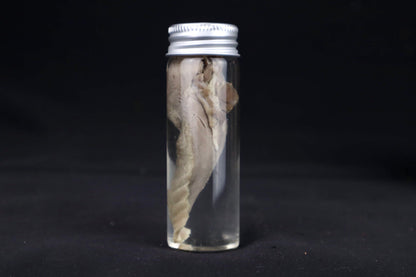 Red Fox Tongue Wet Specimen