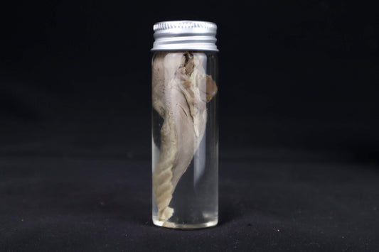 Red Fox Tongue Wet Specimen