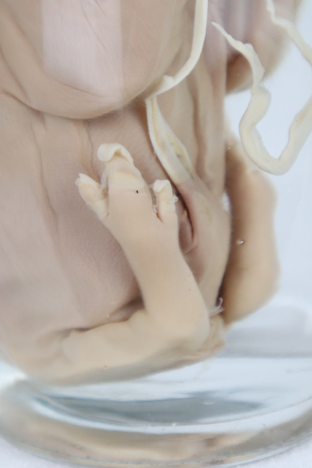 Wet Specimen Piglet with Congenital Disorders