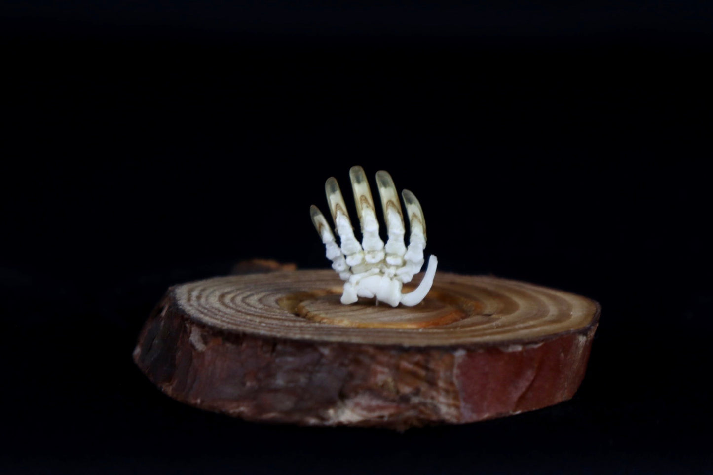 Mole Hand Articulation in Glass Dome