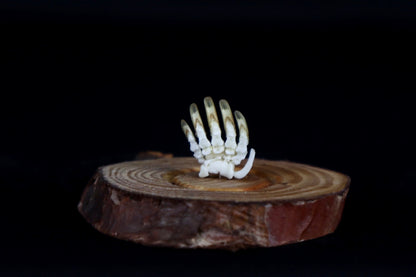 Mole Hand Articulation in Glass Dome