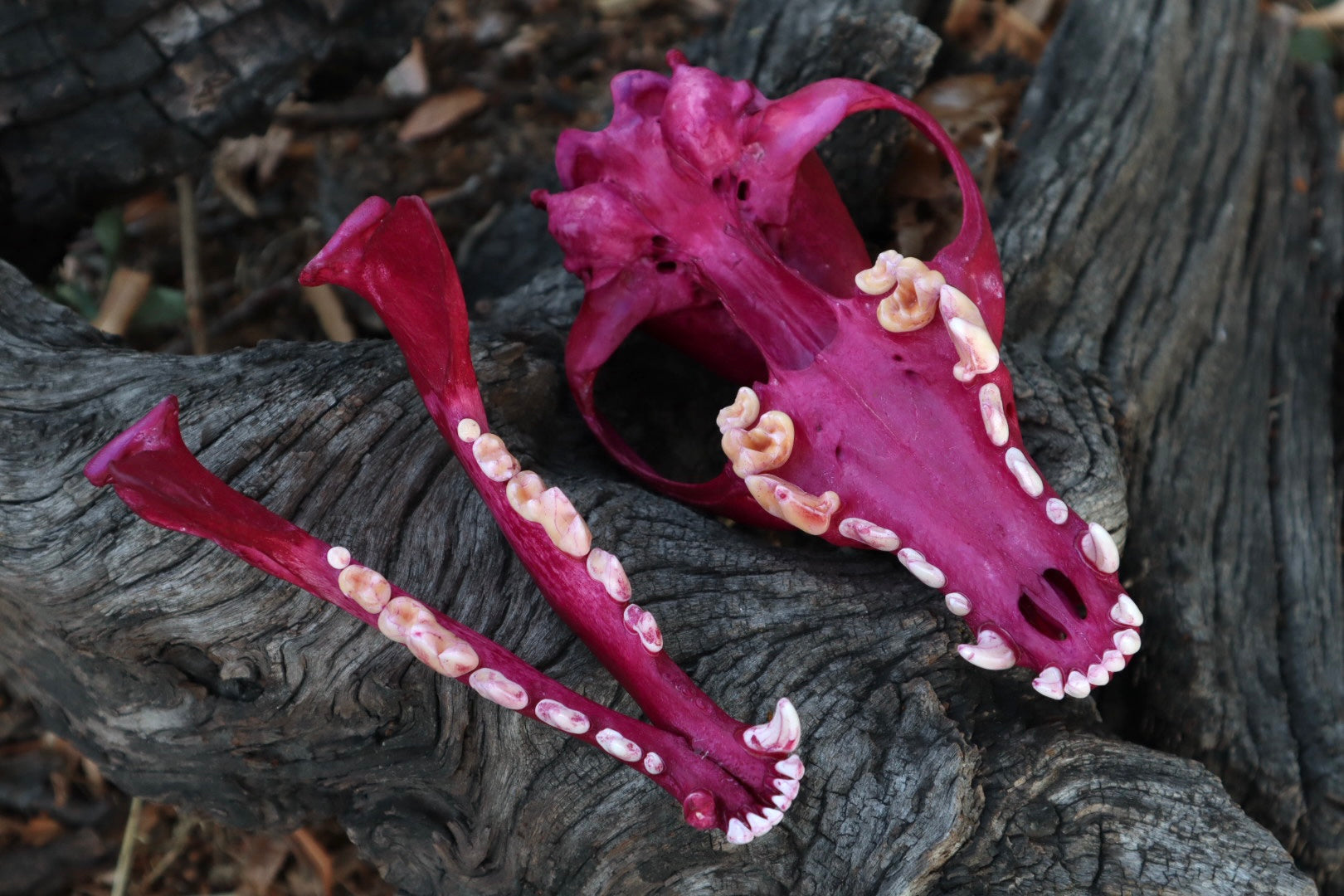 Reserved for Denise - Naturally Stained Coyote Skull