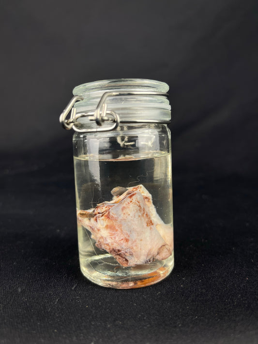 Reserved for Amaranth Arts -  Wet Specimen Gray Wolf Nose Cartilage