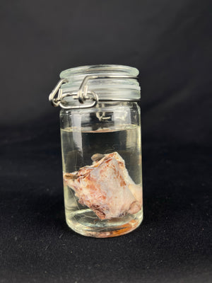 Reserved for Amaranth Arts -  Wet Specimen Gray Wolf Nose Cartilage