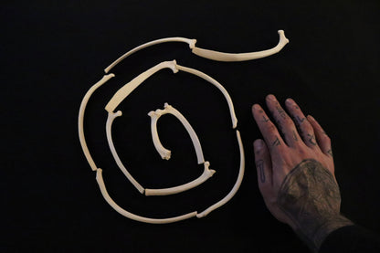 Gray Wolf Rib