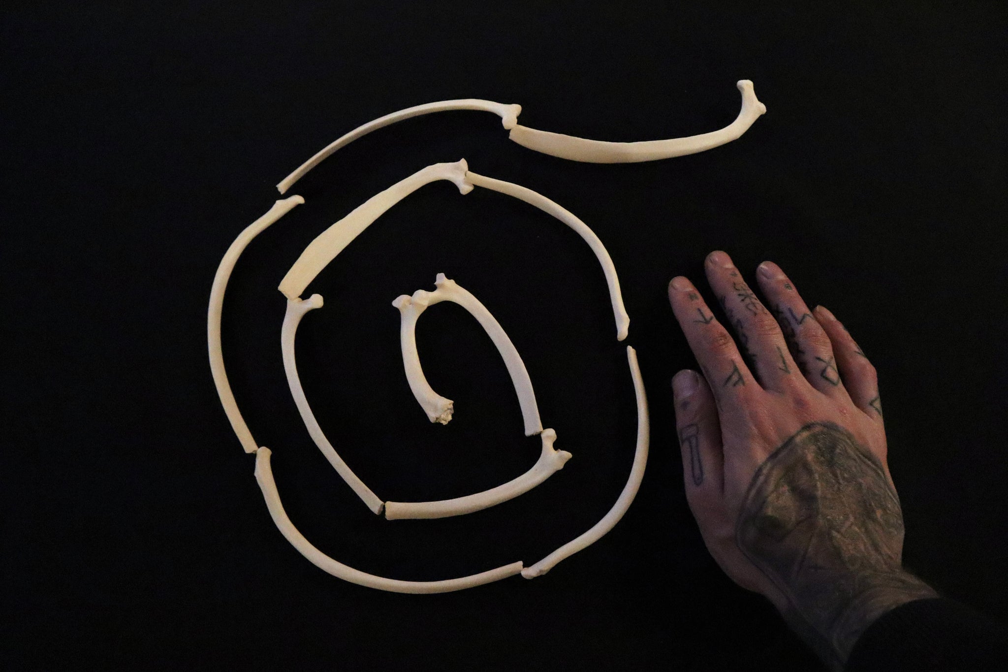 Gray Wolf Rib – Freyja's Forest