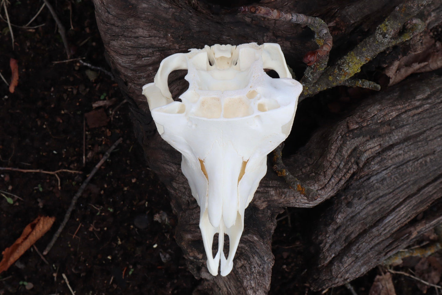 Reserved for Amanda - Partial Goat Skull