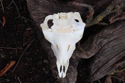 Reserved for Amanda - Partial Goat Skull
