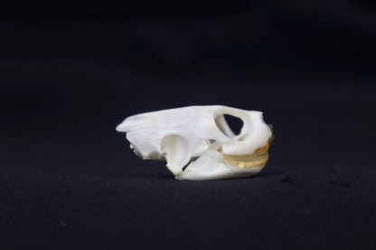 Red Eared Slider Skull